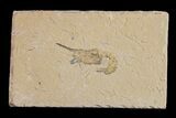 Cretaceous Fossil Shrimp - Lebanon #154560-1